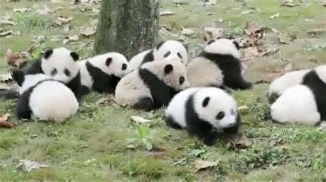 Panda Rolls betsul